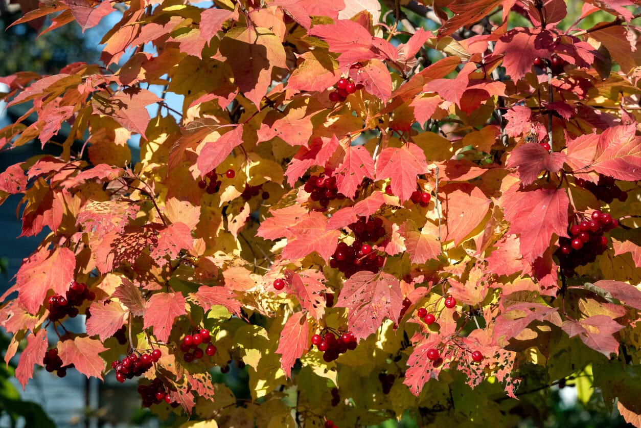 Viburnum