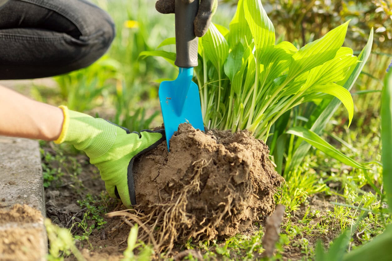 Transplanting, dividing hostas
