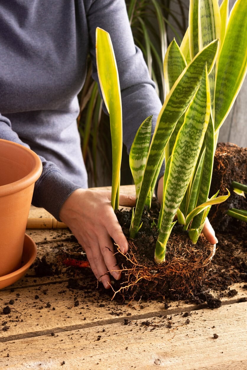 Repotting snake plant