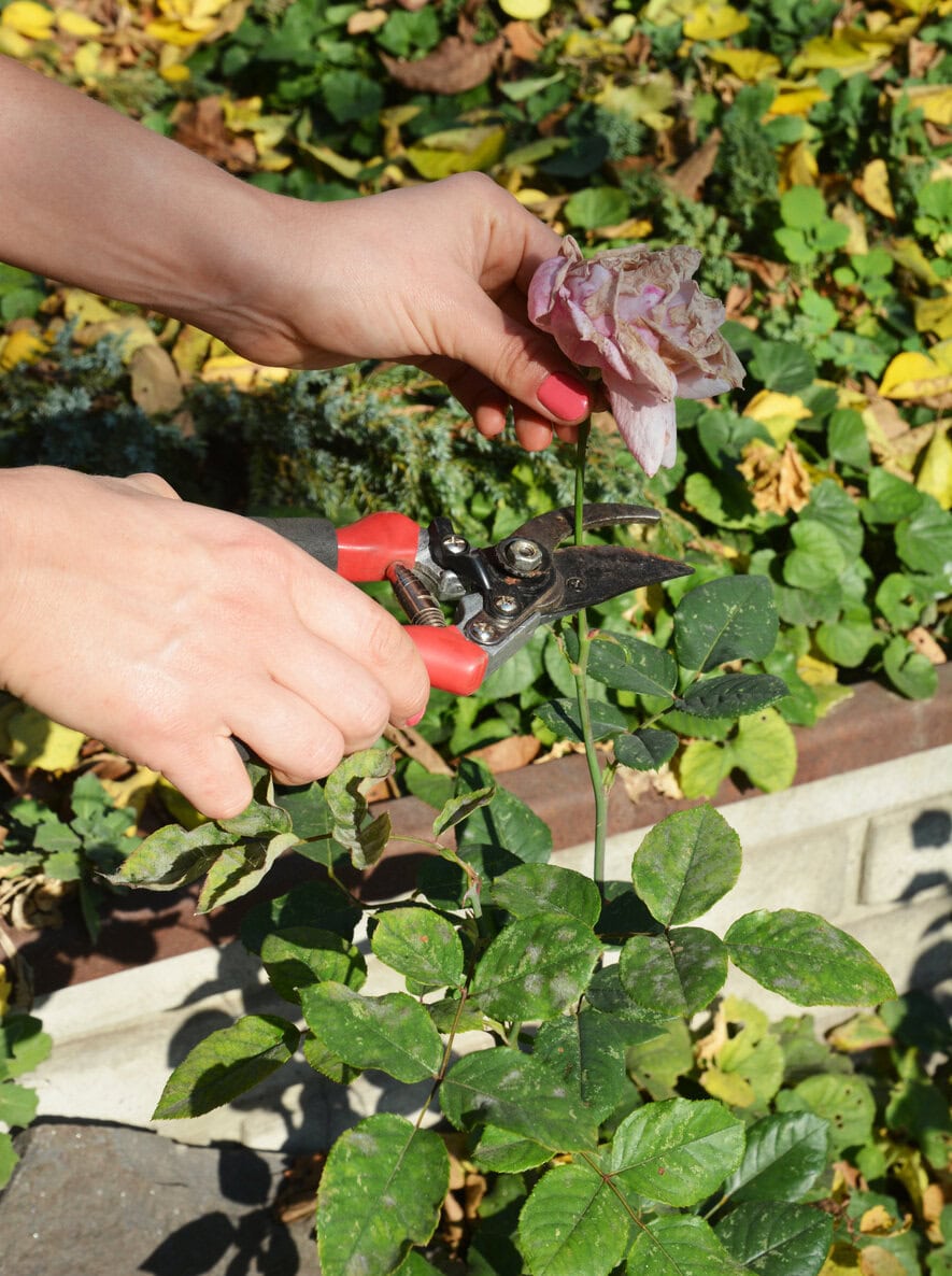 Deadheading roses