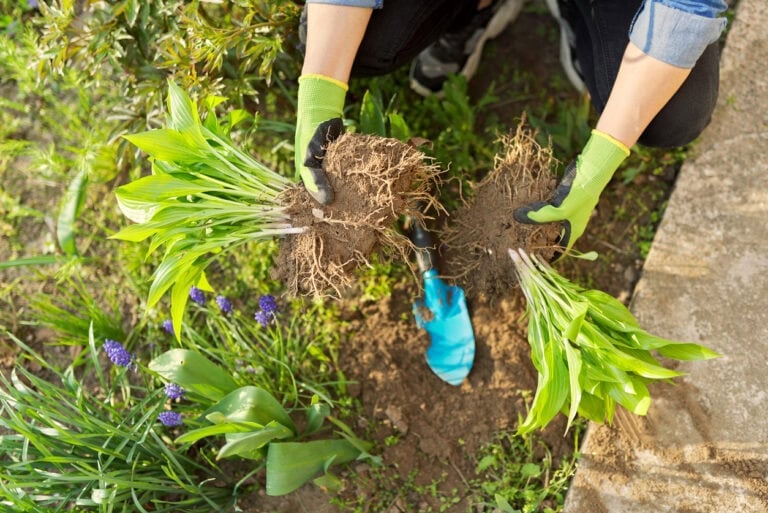 How To Divide Hostas This Fall For Bigger, Healthier Plants Next Year