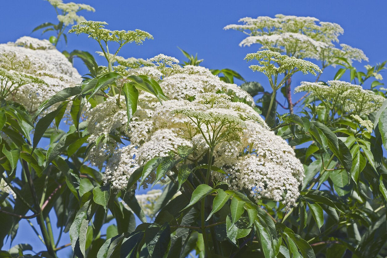 Elderberry (Sambucus Canadensis)