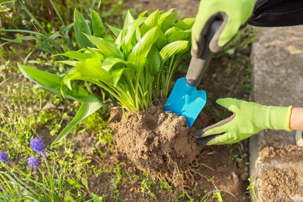 Transplanting, dividing hostas