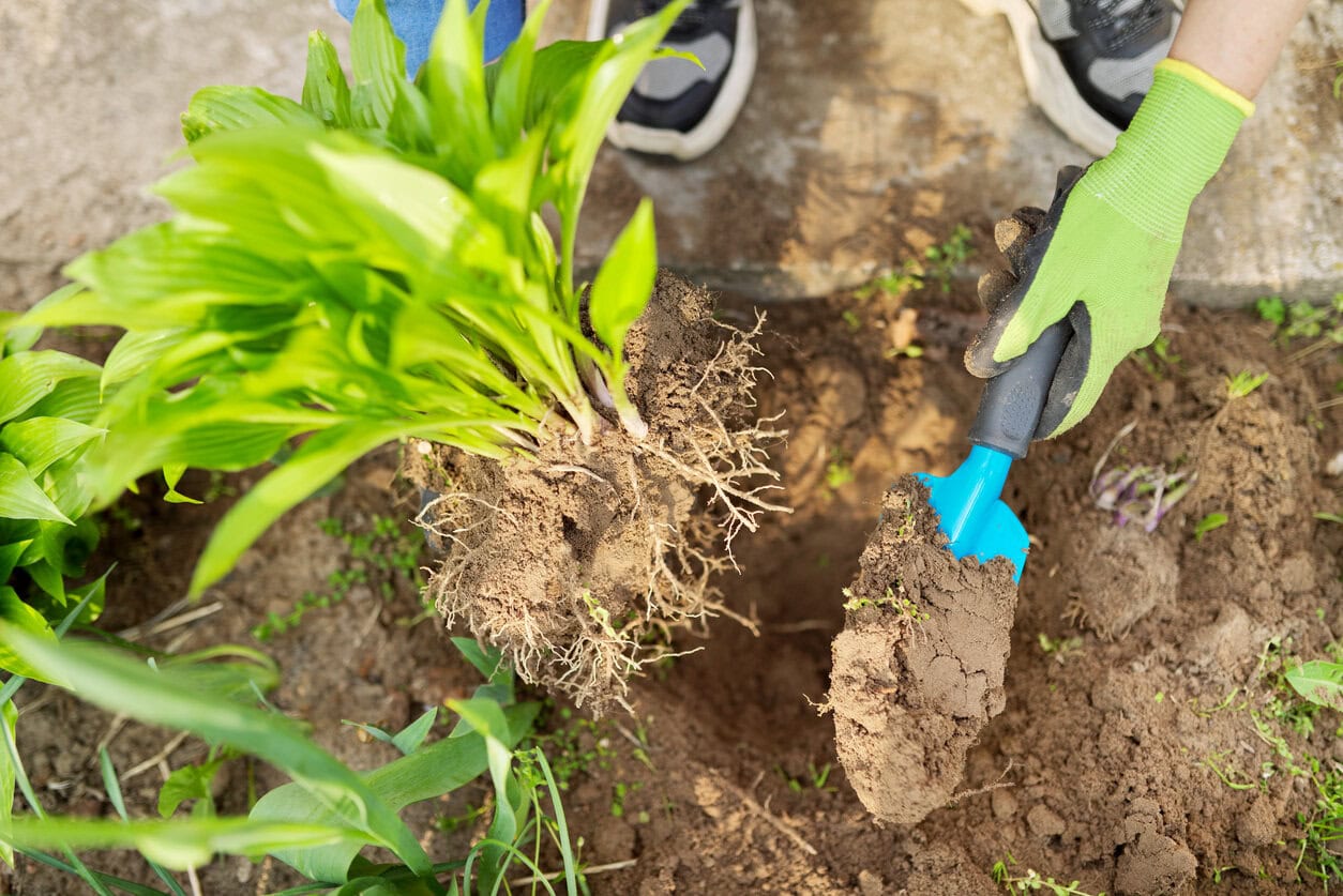 Transplanting, dividing hostas