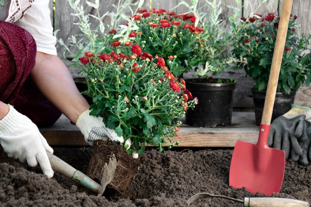 Transplanting Chrysanthemums seedlings