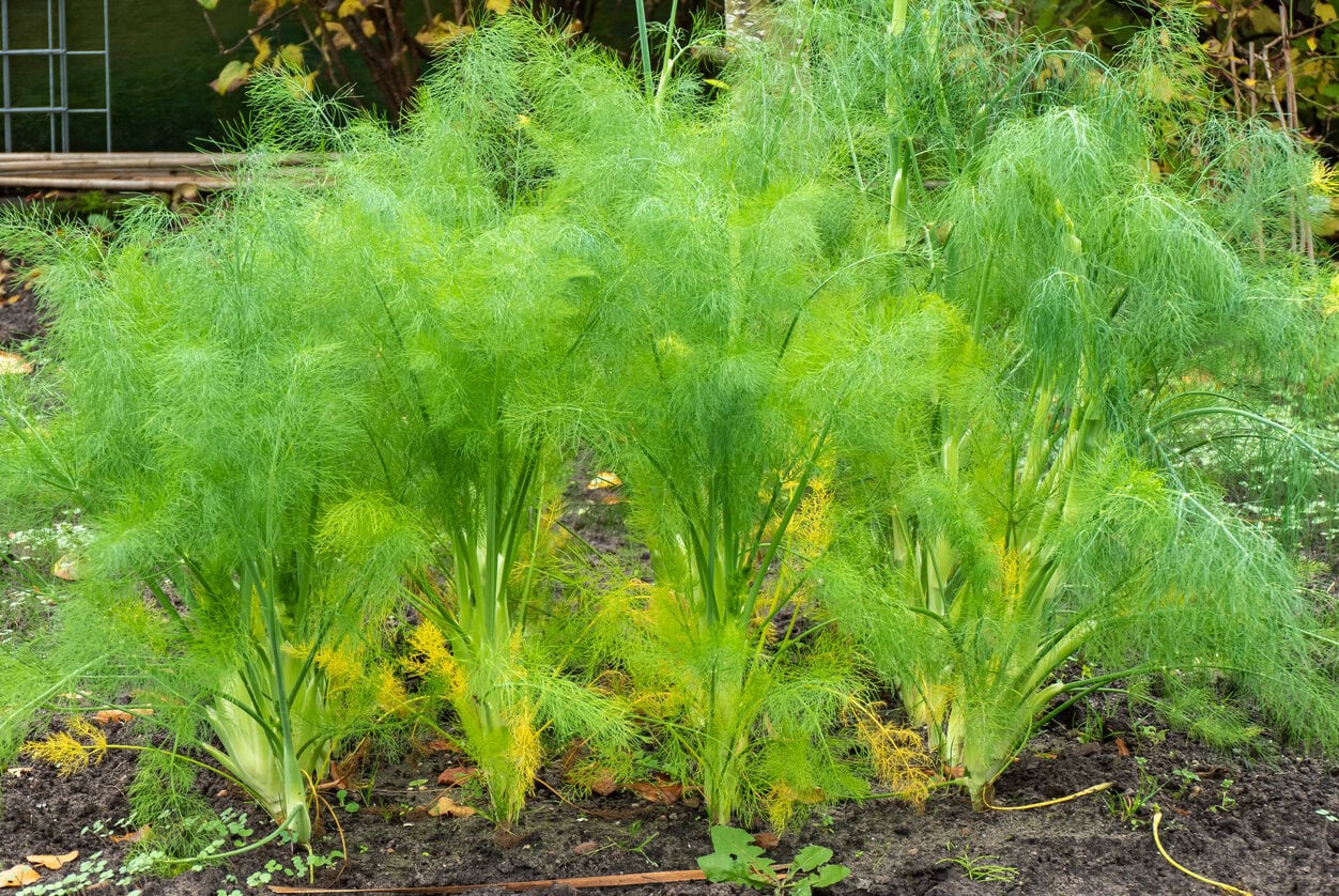 Fennel