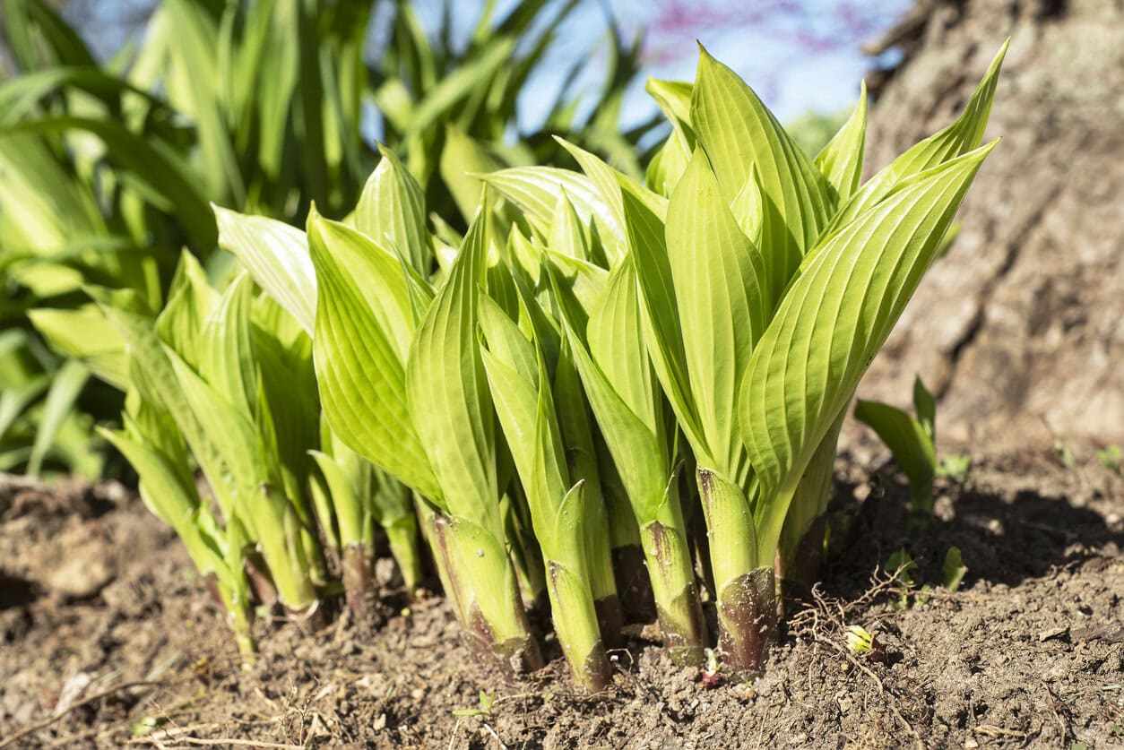 Hosta leaf sprouting from the ground in the spring