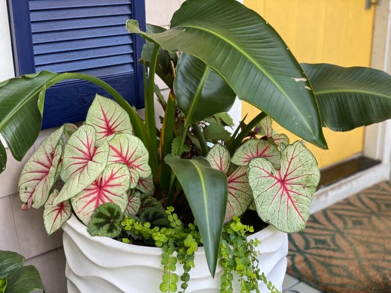 9 Low-Maintenance Potted Plants For Shady Porches