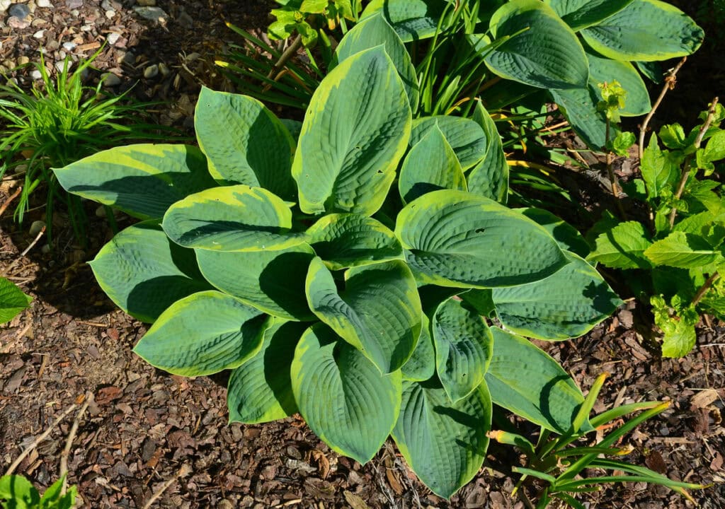 Hostas