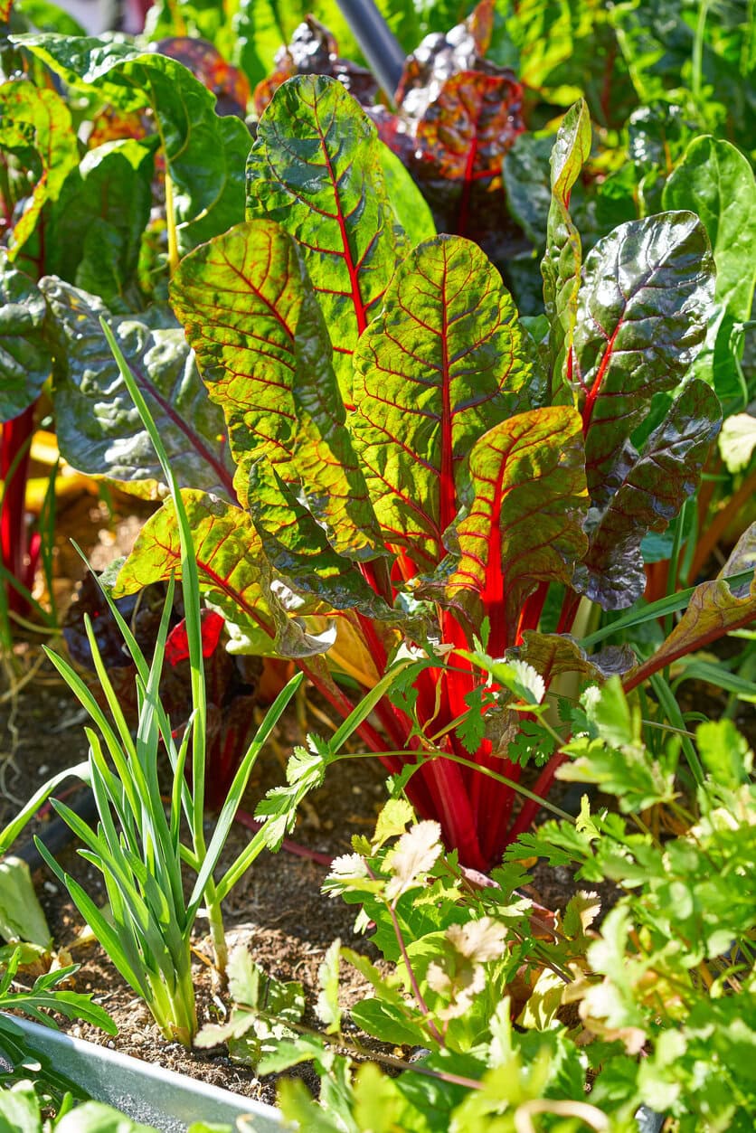 Hochbeet-Obstgarten im Urban Homestead mit Mangold und Gemüse