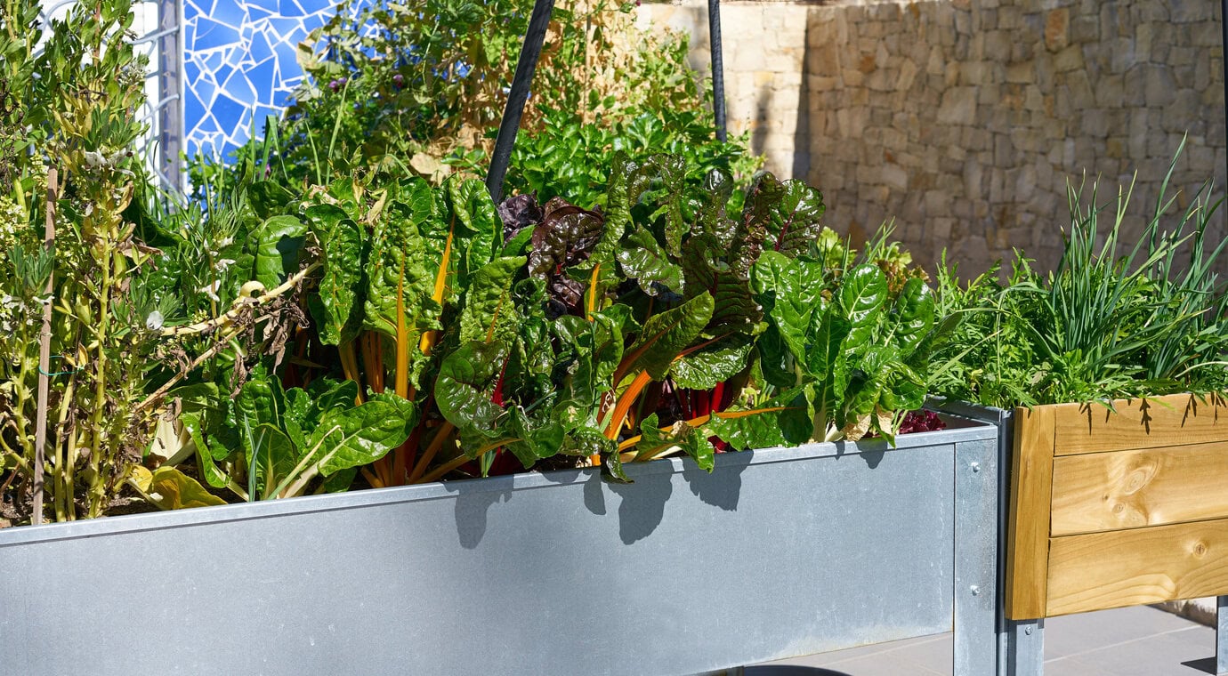 Hochbeet-Obstgarten im Urban Homestead mit Mangold und Gemüse