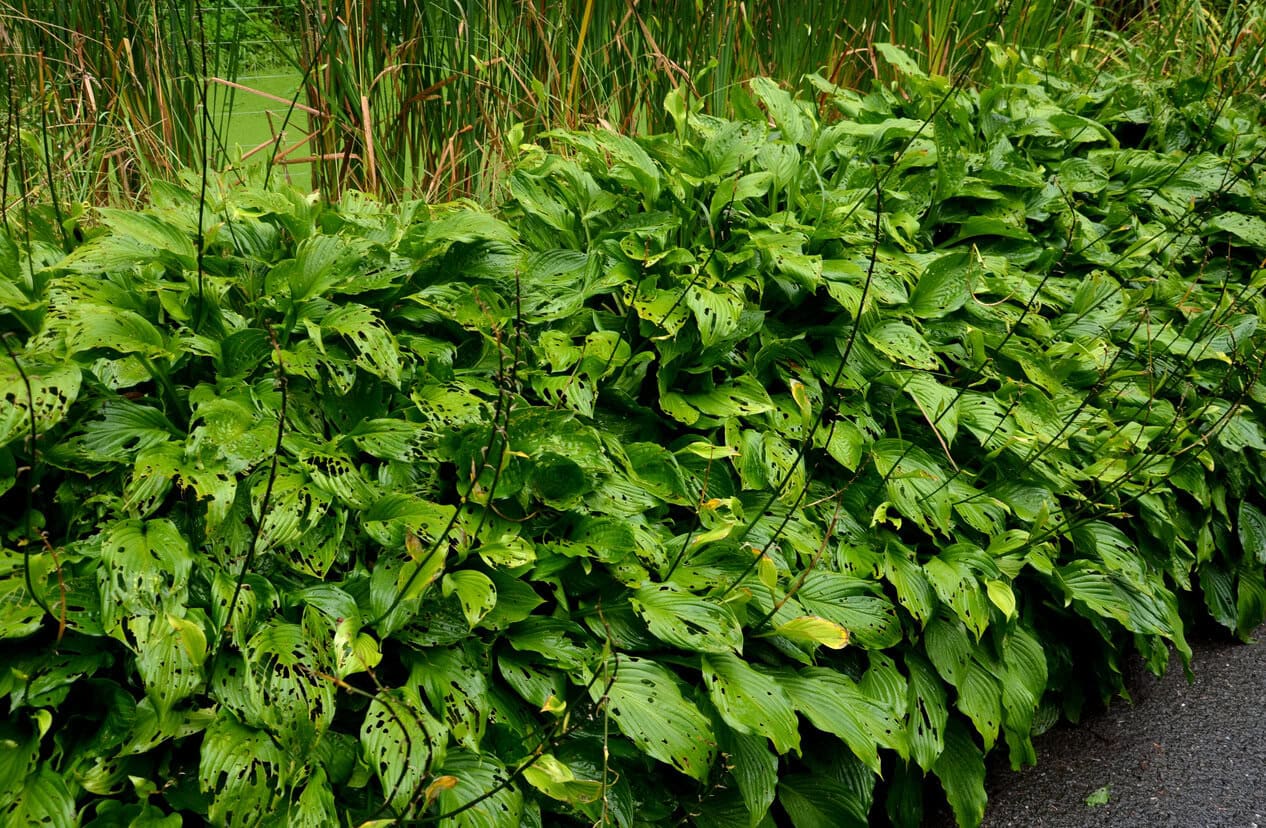 Hostas not divided. Overgrown attacked by pests