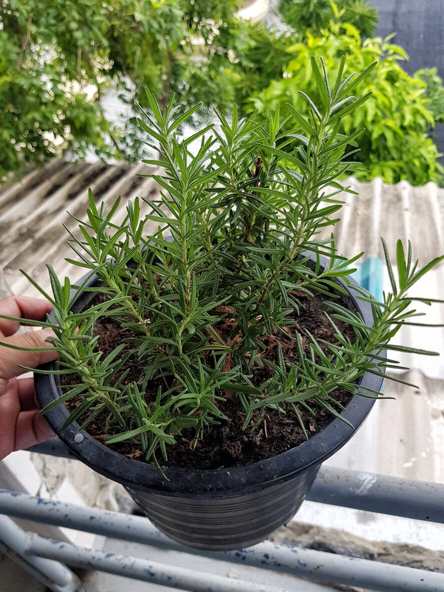 Hand was holding a black pot planted with rosemary.
