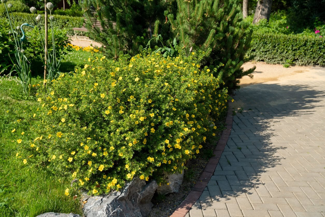 Potentilla Fruticosa