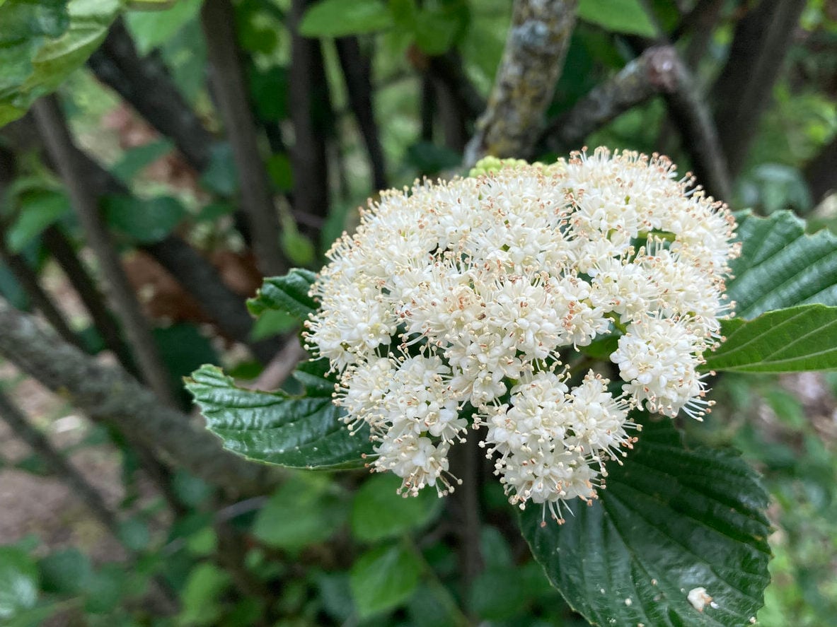 Arrowwood Viburnum (Viburnum Dentatum)