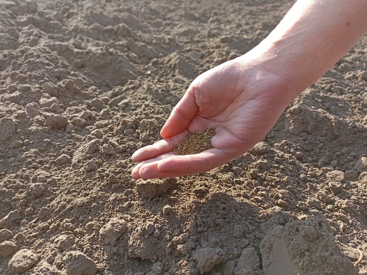 Sowing dill seeds in field