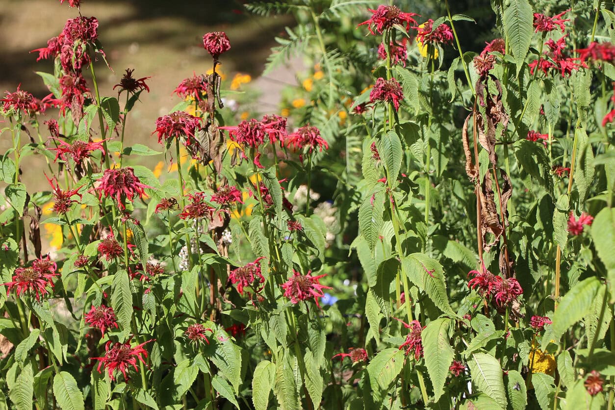 Monarda ausgegeben