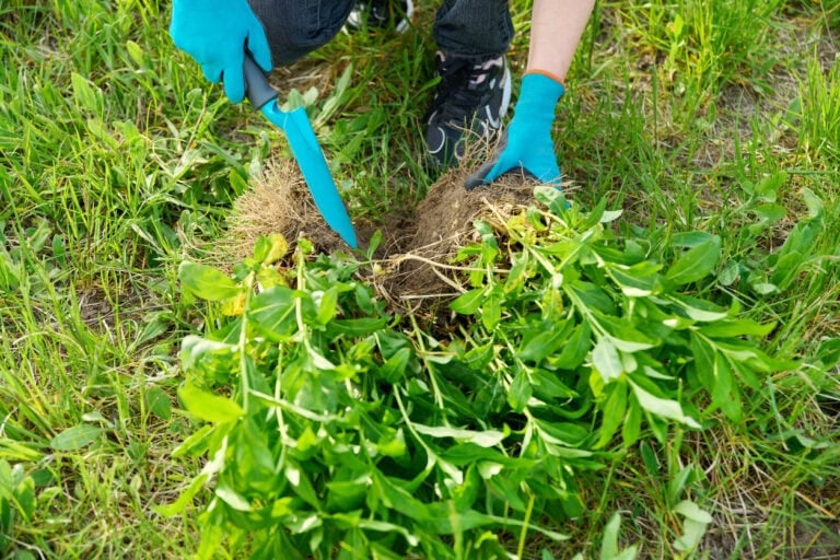 8 Reliable Perennials To Divide In August For Long-Term Garden Health