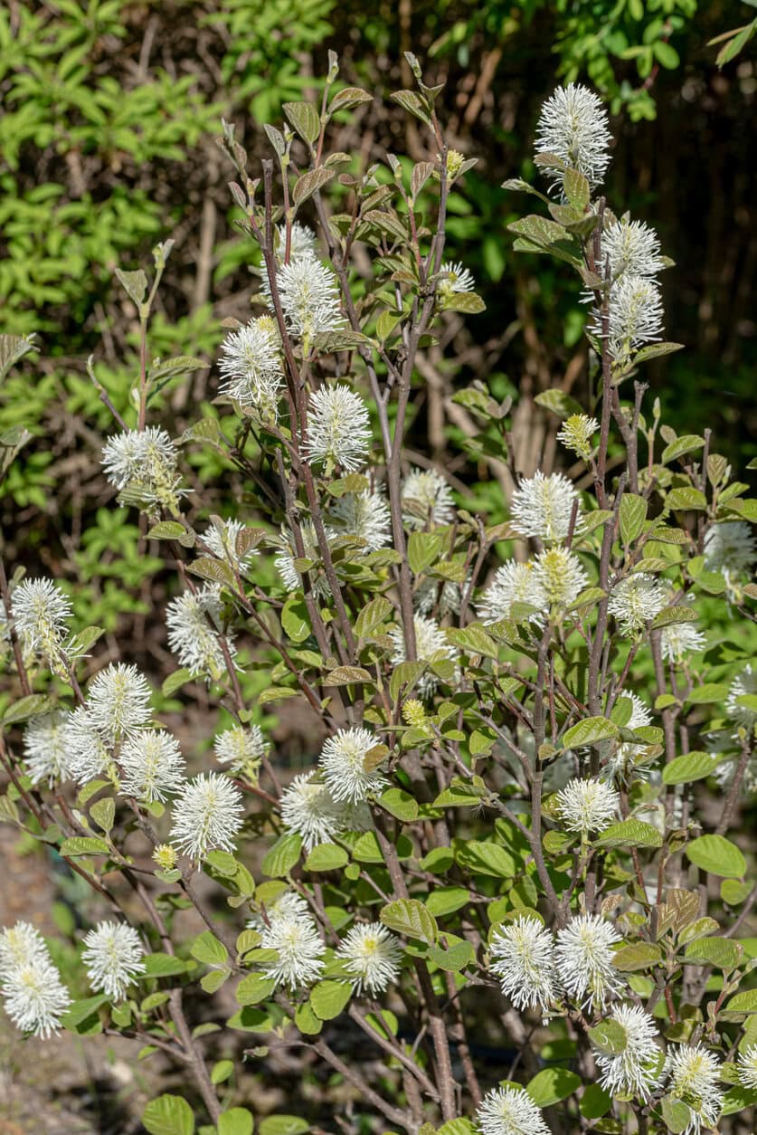 Fothergilla