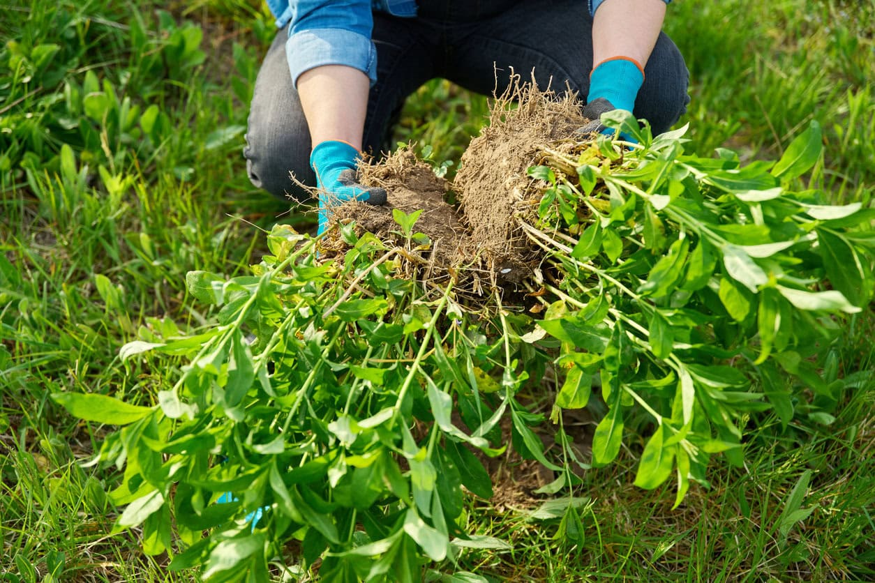 spring dividing and planting bush of phlox paniculata
