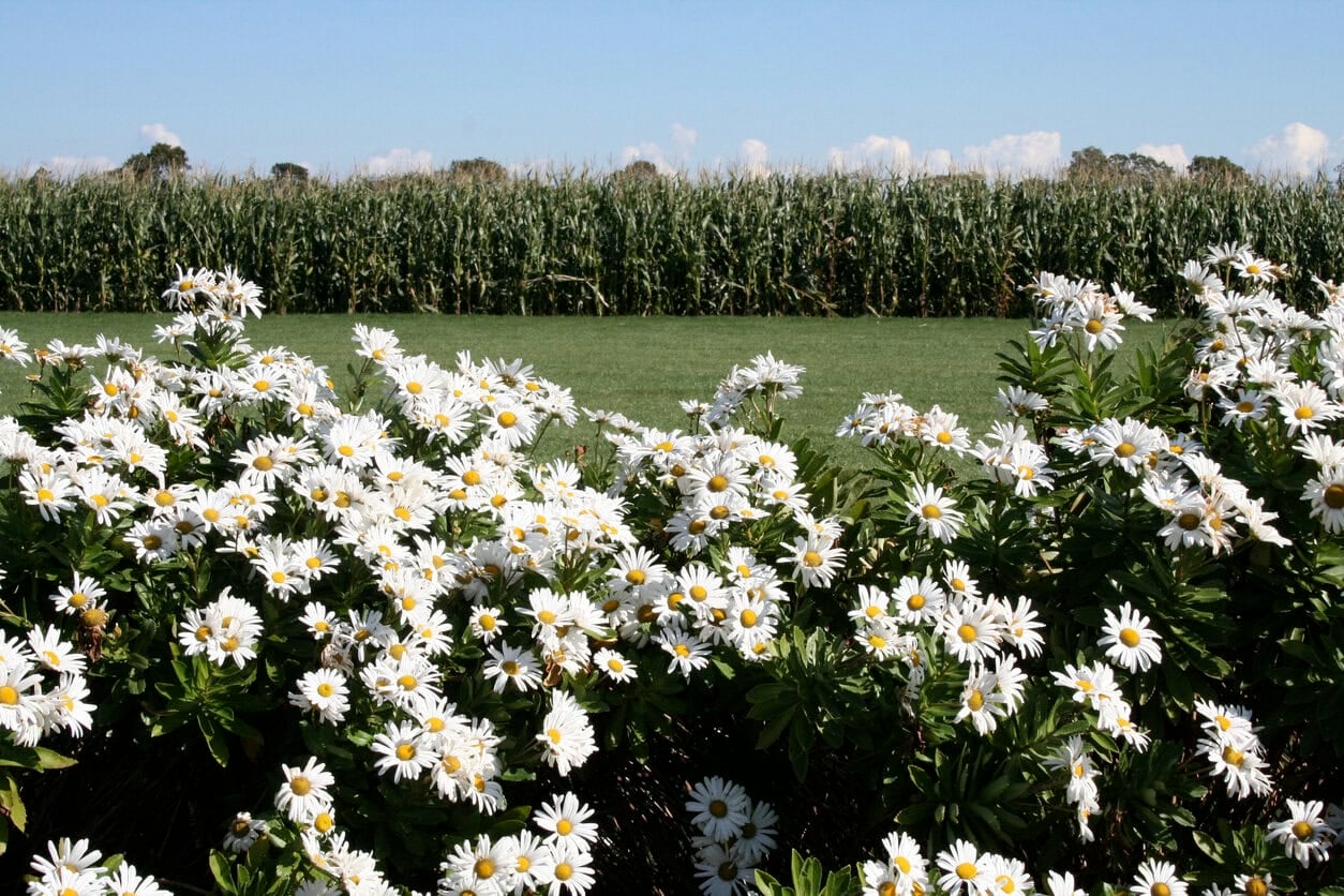 Montauk Daisy (Nipponanthemum nipponicum)