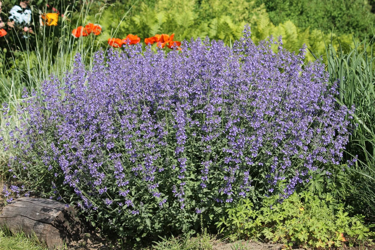 Catmint (Nepeta faassenii)