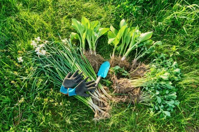 10 Perennials to Divide in March for Stronger, Healthier Growth