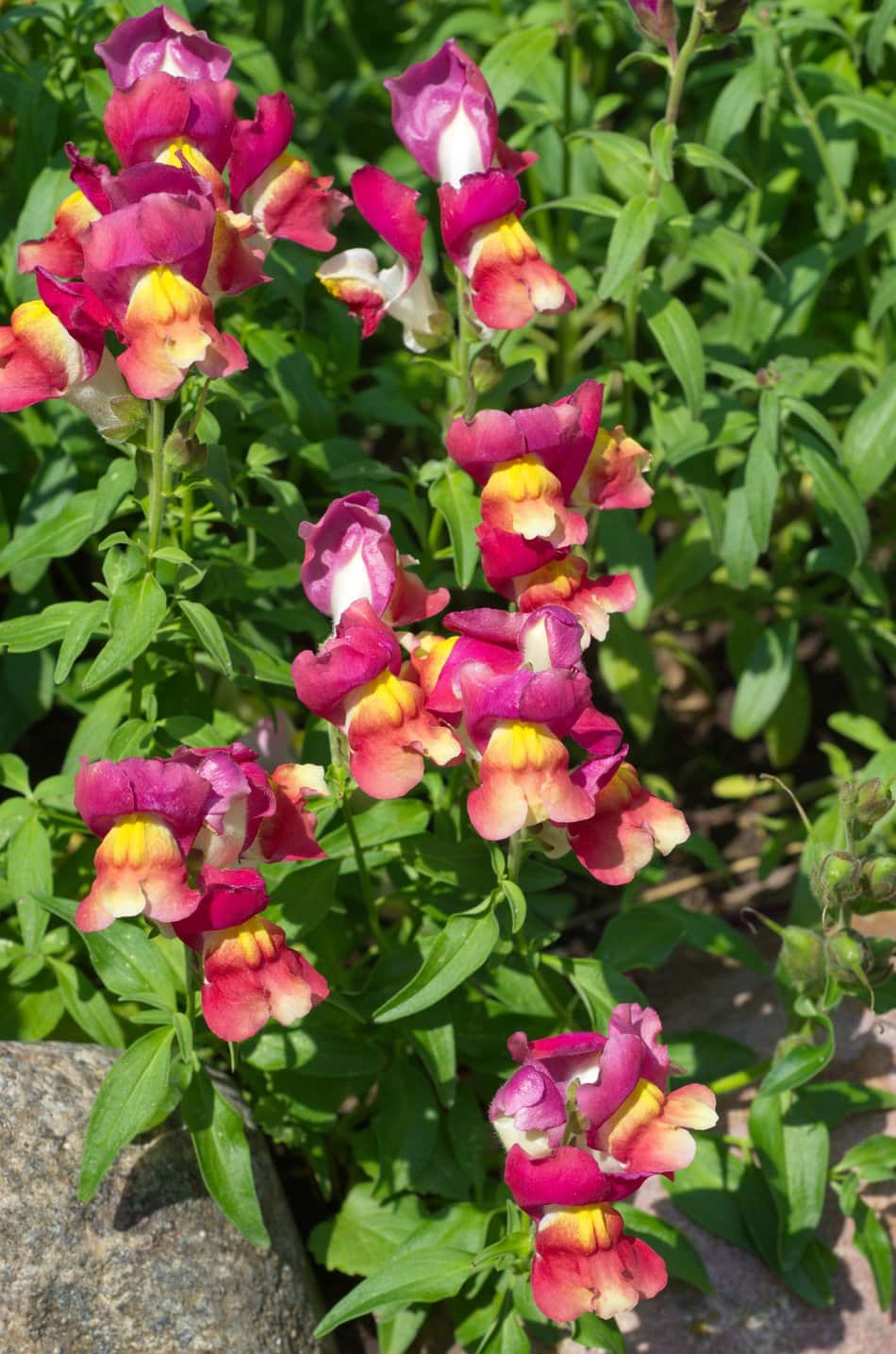 Snapdragons