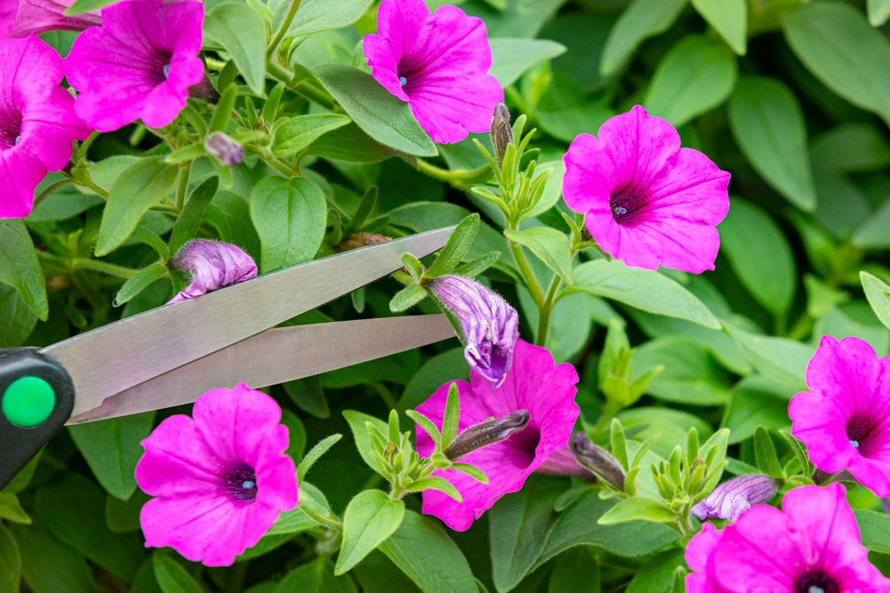 Deadheading Petunias