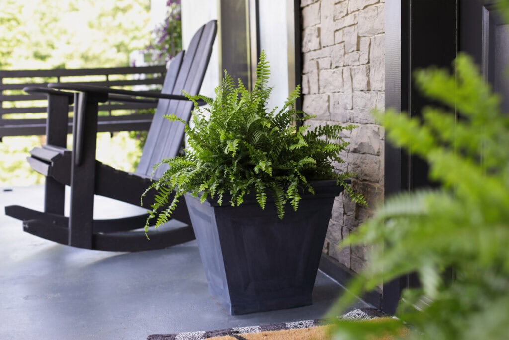 Boston ferns on porch