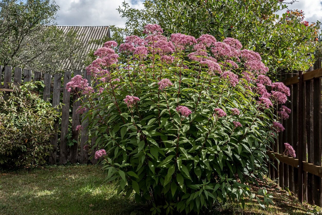 Joe-Pye Weed (Eutrochium Purpureum)