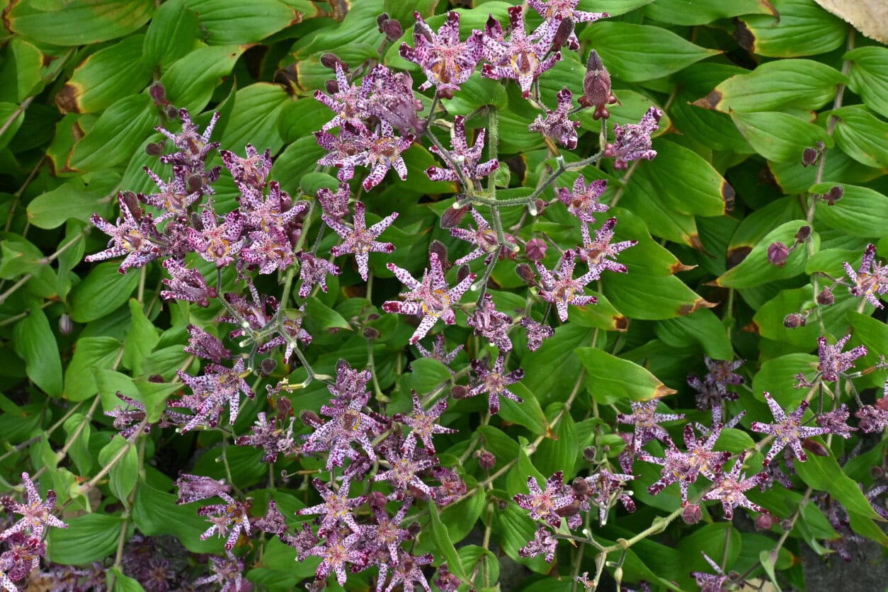 Toad Lily