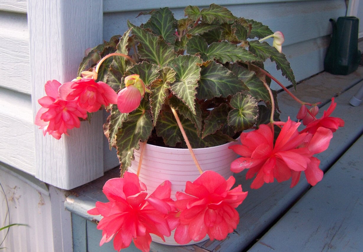 Pink Begonia on the porch