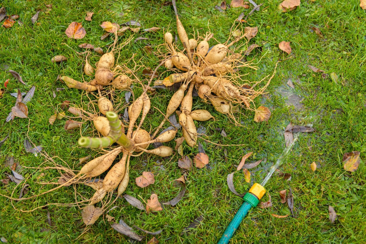 Washing up dahlia plant tubers