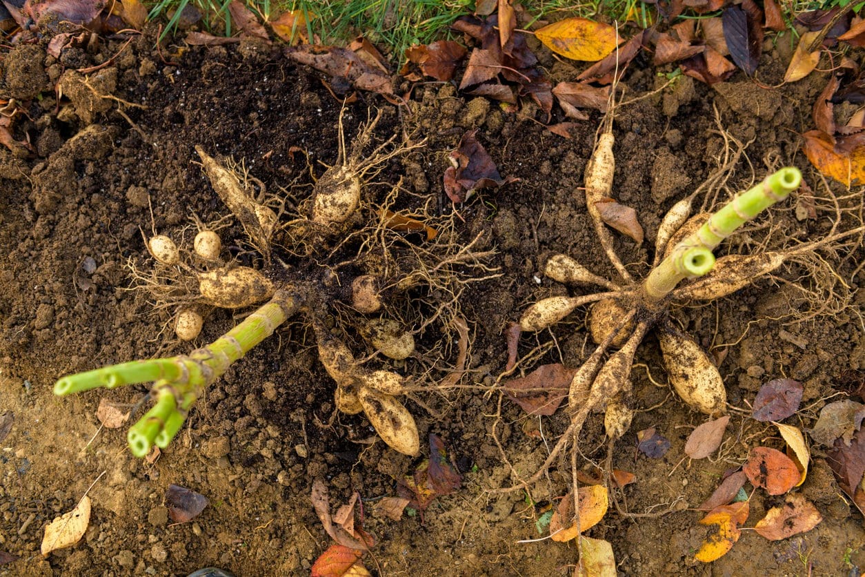 Freshly lifted dahlia plant tubers.