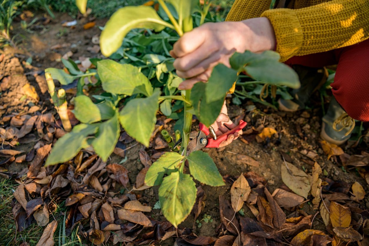 cut back dahlia plant foliage before digging up the tubers for winter storage