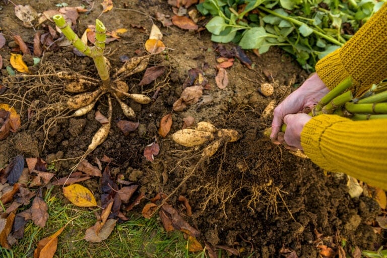 How To Overwinter Dahlias: Dig, Store & Replant Next Spring