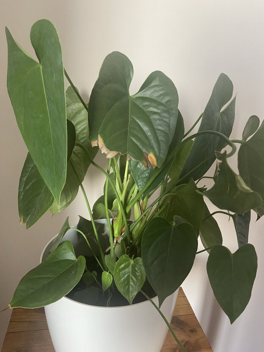 Unhealthy anthurium