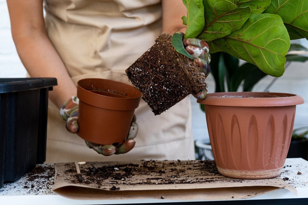 Transplanting ficus lurara