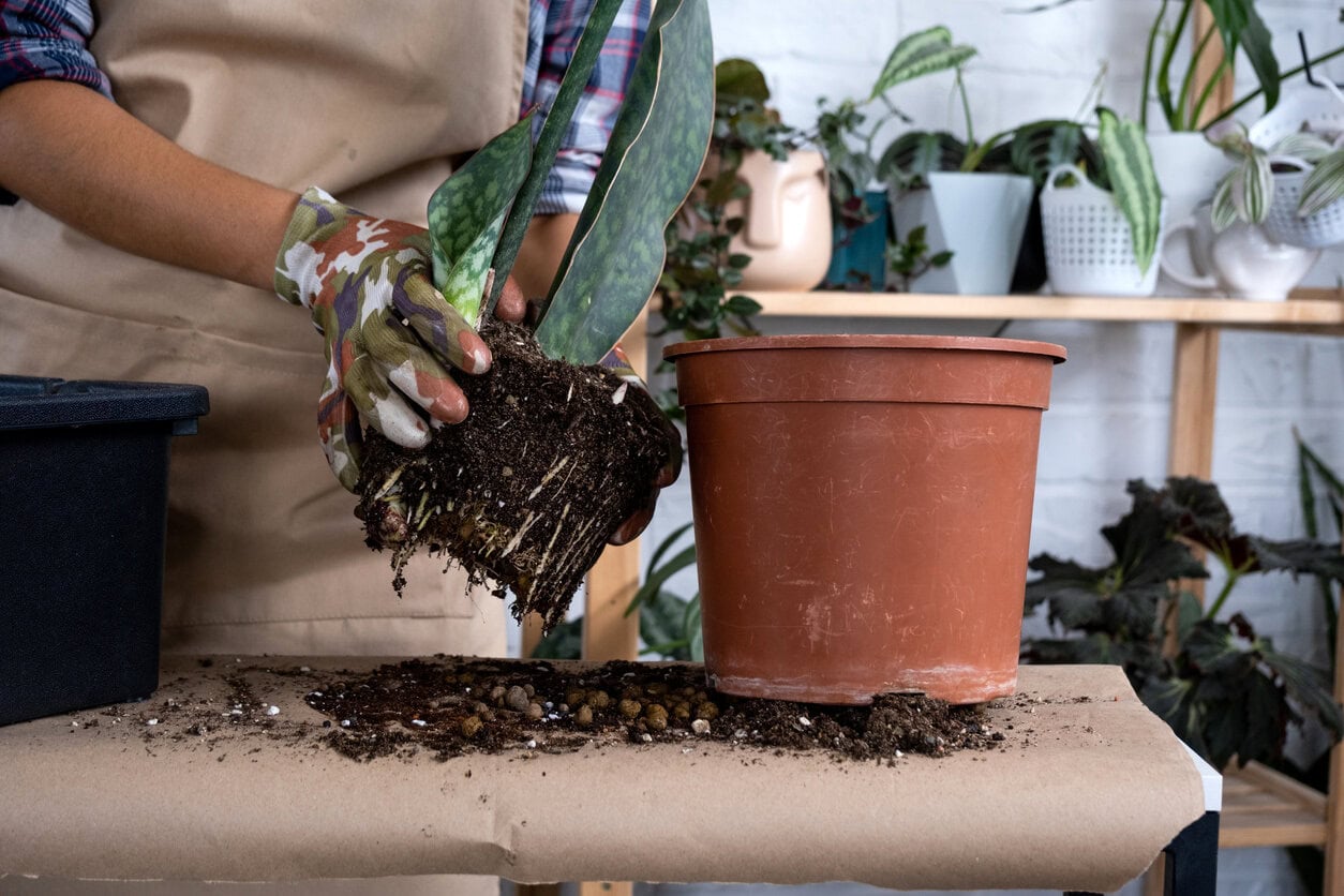 Repotting snake plant