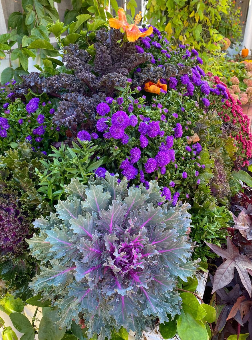 A vertical shot of a decorative cabbage and flowers