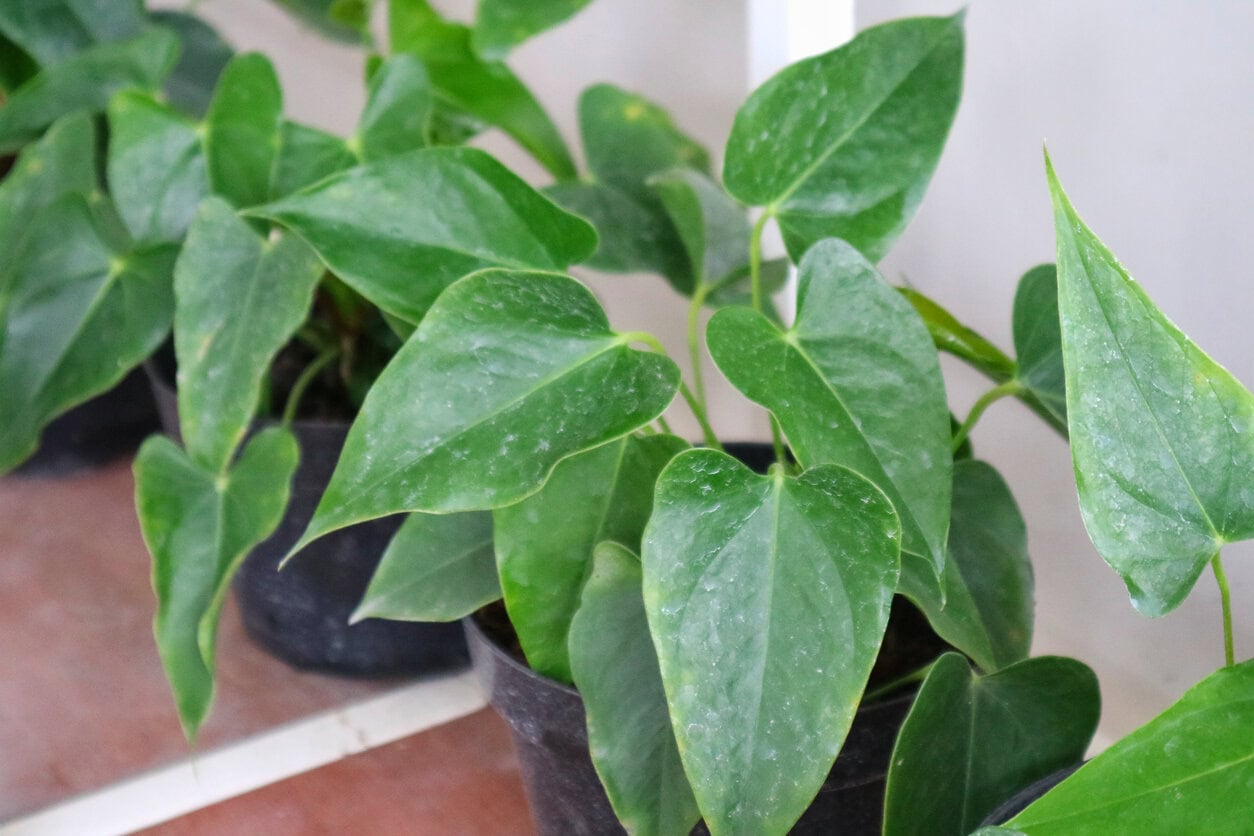 Dirty leaf of Anthurium andraeanum