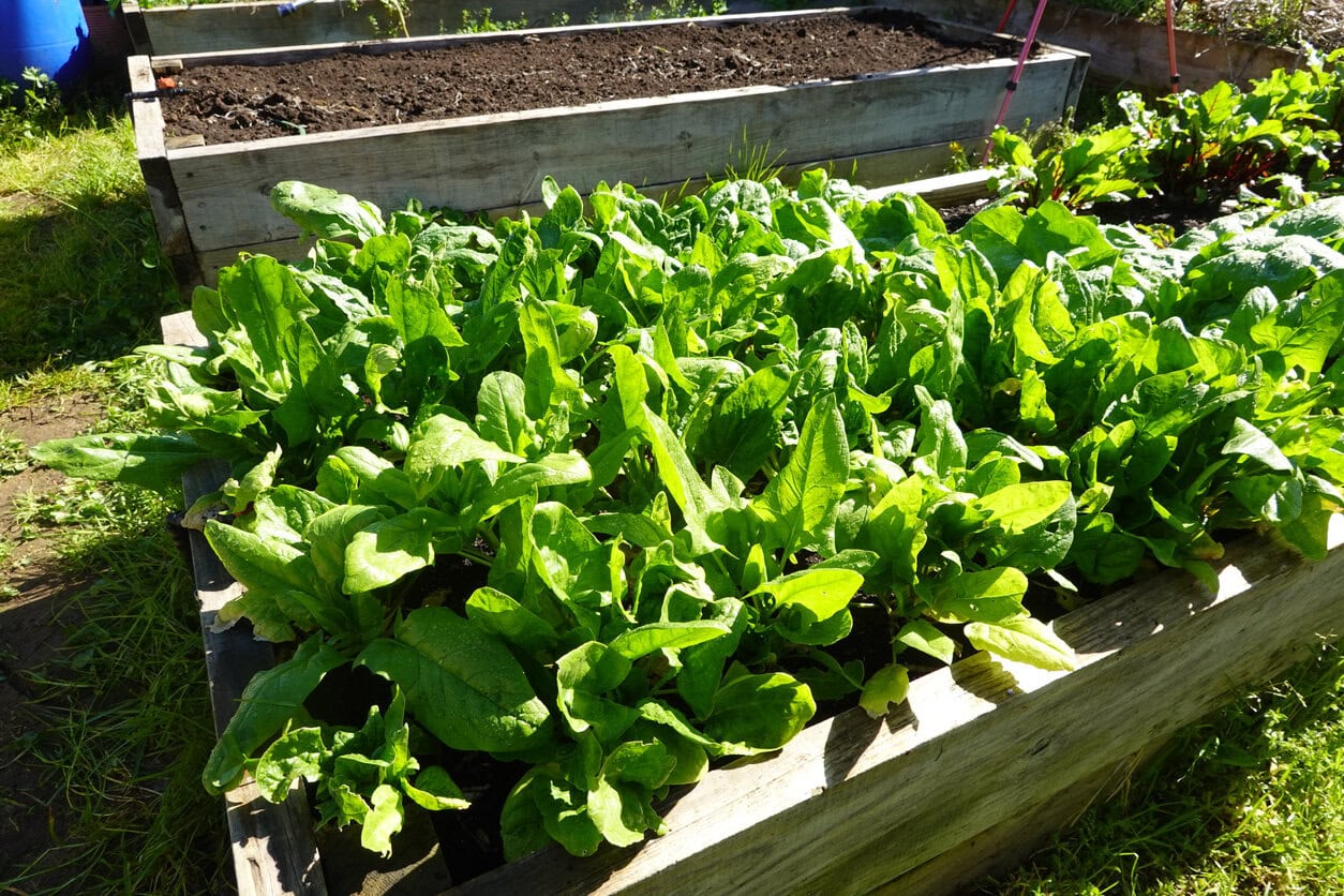 Cultivation of spinach in the ecological family urban garden ready to harvest. Cultivation on raised beds