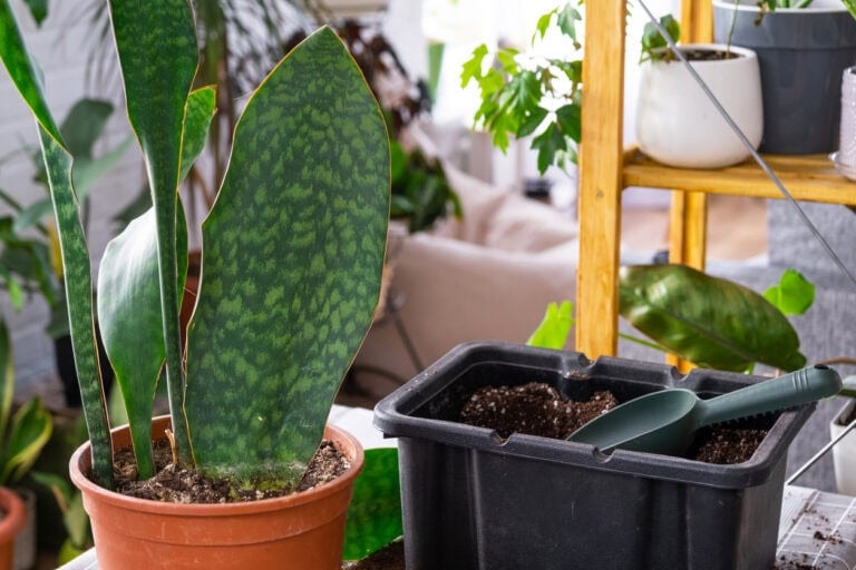 9 Houseplants To Repot In Late Summer For A Healthy Fall Transition