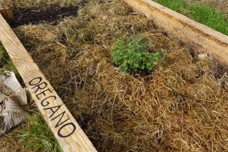 9 Herbs To Direct Sow In September For A Head Start In Spring