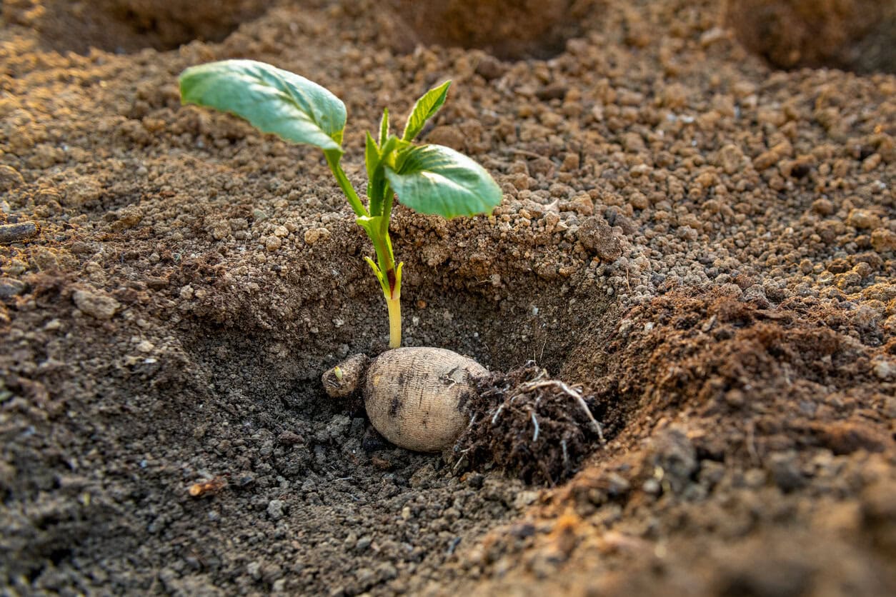 Planting dahlia plants in a flowerbed