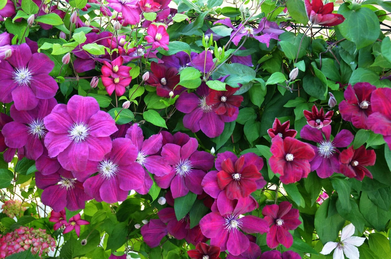 Clematis flowers