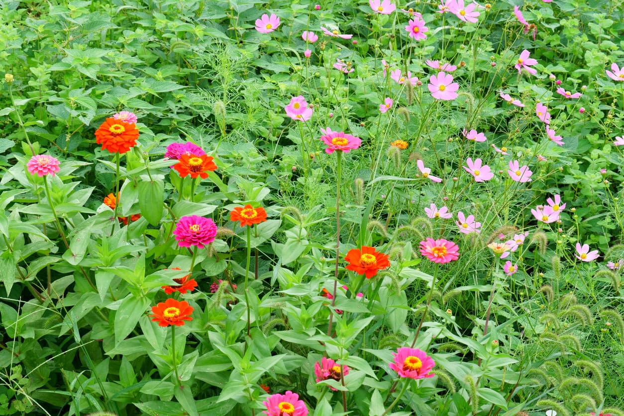 Zinnias and Cosmos