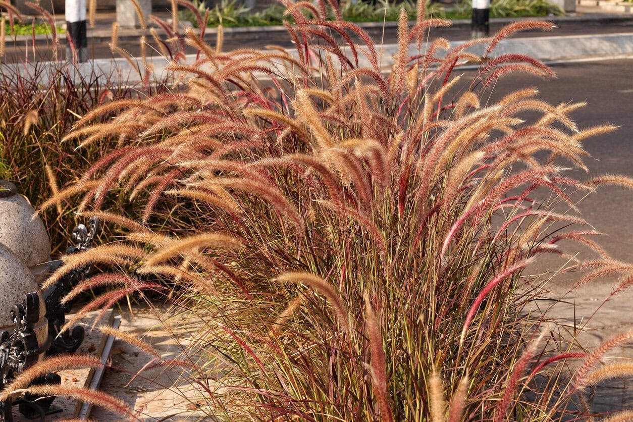 Pennisetum setaceum rubrum (Brunnengras)