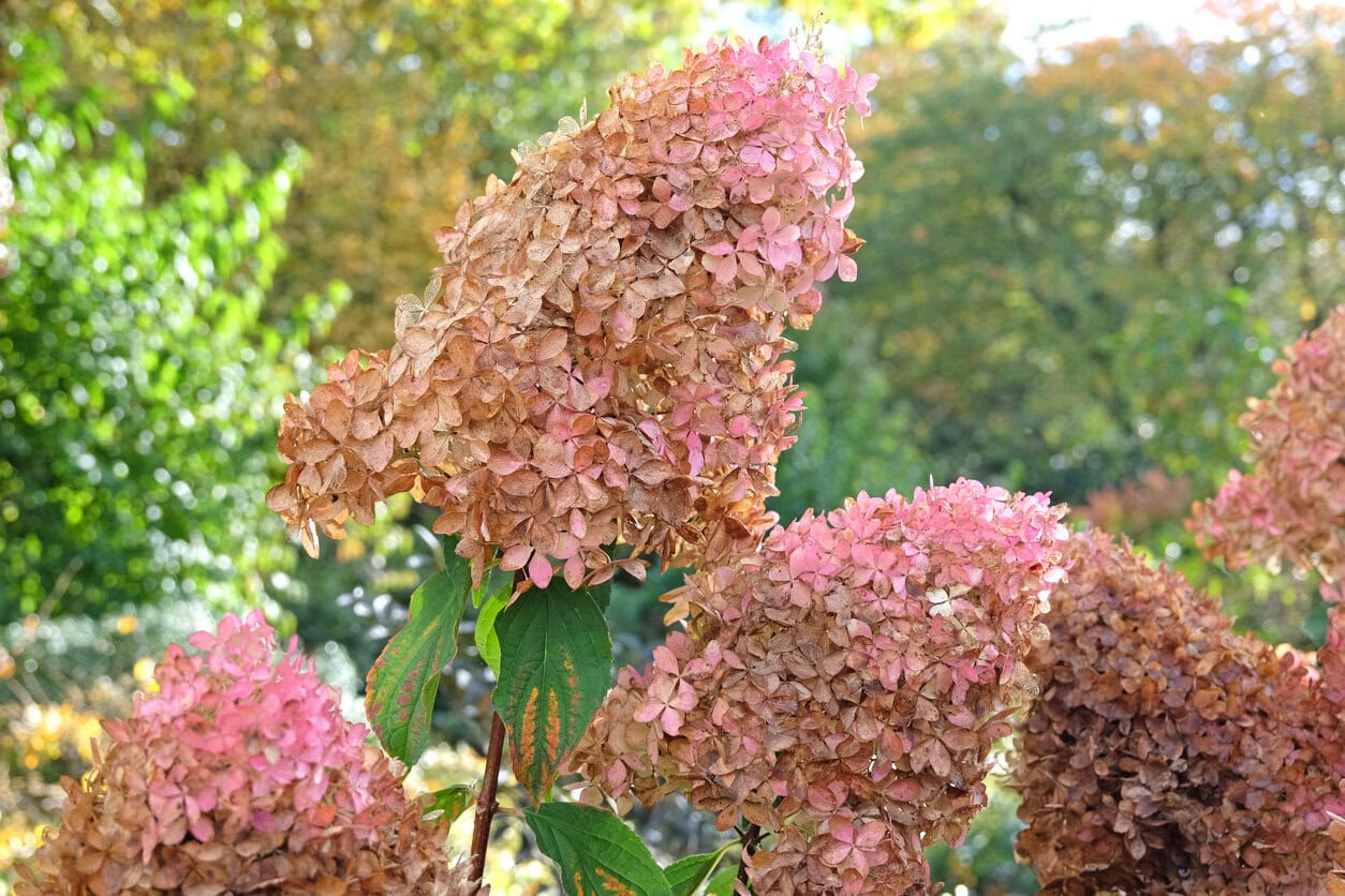 Faded Hydrangea Panicle